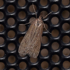 Eudonia cleodoralis (A Crambid moth) at Turner, ACT - 12 Nov 2024 by ConBoekel