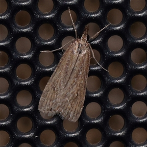 Eudonia cleodoralis at Turner, ACT - 12 Nov 2024 09:03 PM