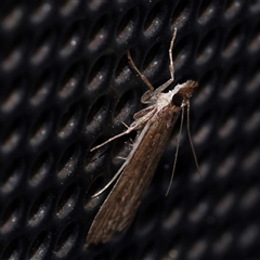 Eudonia cleodoralis at Turner, ACT - 12 Nov 2024