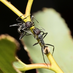 Camponotus suffusus (Golden-tailed sugar ant) at Lawson, ACT - 11 Nov 2024 by AlisonMilton