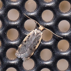 Hoplostega ochroma (a Eulechria Group moth) at Turner, ACT - 12 Nov 2024 by ConBoekel