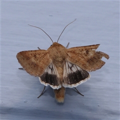 Helicoverpa punctigera (Native Budworm) at Turner, ACT - 12 Nov 2024 by ConBoekel