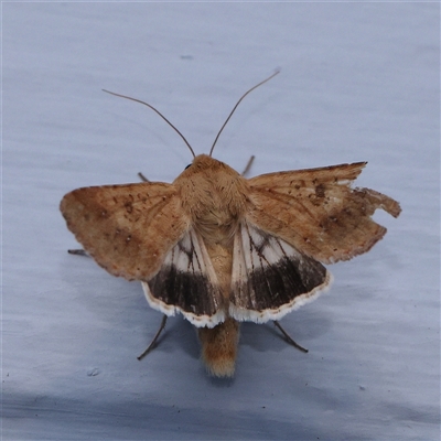 Helicoverpa punctigera at Turner, ACT - 12 Nov 2024 by ConBoekel