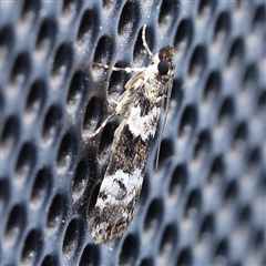 Eudonia protorthra (A Scopariine moth) at Turner, ACT - 12 Nov 2024 by ConBoekel