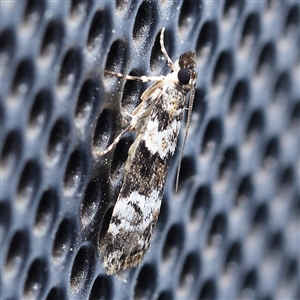 Eudonia protorthra at Turner, ACT - 12 Nov 2024