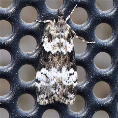 Eudonia protorthra at Turner, ACT - 12 Nov 2024