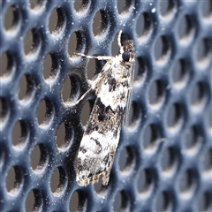 Eudonia protorthra at Turner, ACT - 12 Nov 2024