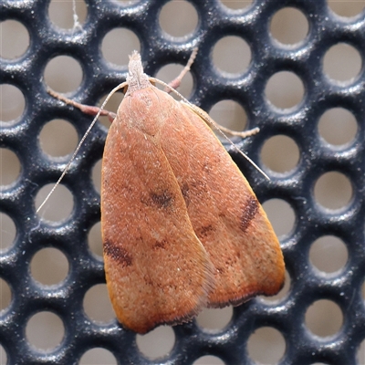 Tortricopsis uncinella (A concealer moth) at Turner, ACT - 12 Nov 2024 by ConBoekel