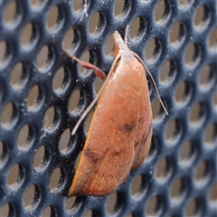 Tortricopsis uncinella at Turner, ACT - 12 Nov 2024