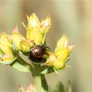 Chrysolina quadrigemina at Lawson, ACT - 11 Nov 2024