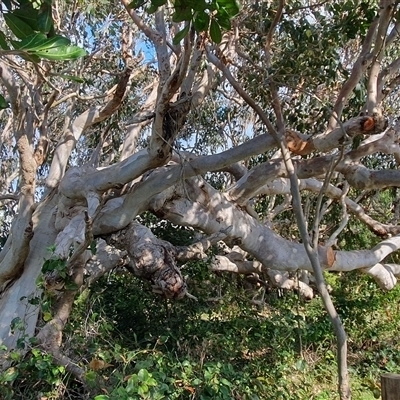 Eucalyptus tereticornis at Diggers Camp, NSW - 15 Nov 2024 by Topwood