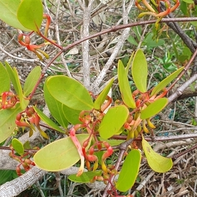 Unverified Climber or Mistletoe at Diggers Camp, NSW - 15 Nov 2024 by Topwood