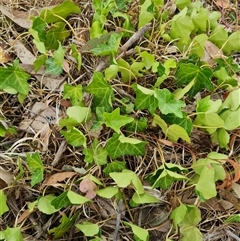 Hedera helix (Ivy) at Kaleen, ACT - 14 Nov 2024 by WalkYonder