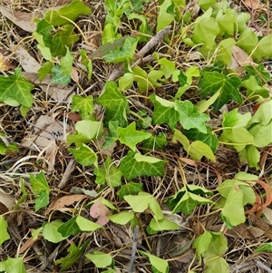 Hedera helix (Ivy) at Kaleen, ACT by WalkYonder