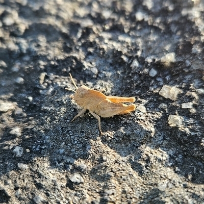 Gastrimargus musicus (Yellow-winged Locust or Grasshopper) at Chapman, ACT - 15 Nov 2024 by BethanyDunne