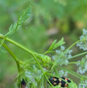 Castiarina sexplagiata at Bungendore, NSW - suppressed