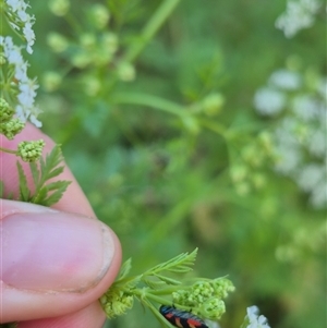 Castiarina sexplagiata at Bungendore, NSW - suppressed