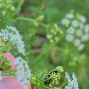 Castiarina sexplagiata at Bungendore, NSW - suppressed