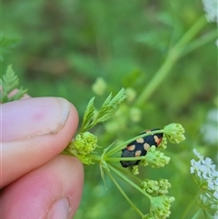 Castiarina sexplagiata at Bungendore, NSW - suppressed