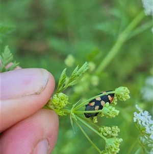 Castiarina sexplagiata at Bungendore, NSW - suppressed