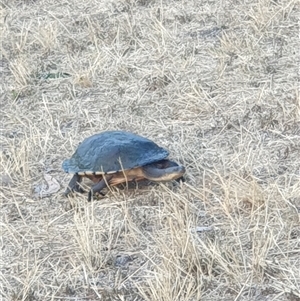 Chelodina longicollis (Eastern Long-necked Turtle) at Dickson, ACT by Jeanette