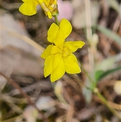 Goodenia pinnatifida (Scrambled Eggs) at Kaleen, ACT - 15 Nov 2024 by WalkYonder