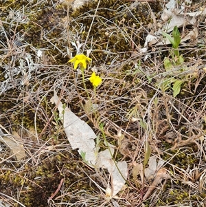 Goodenia pinnatifida at Kaleen, ACT - 15 Nov 2024