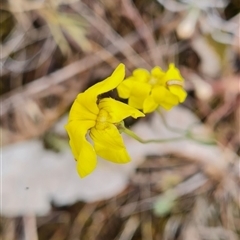 Goodenia pinnatifida at Kaleen, ACT - 15 Nov 2024