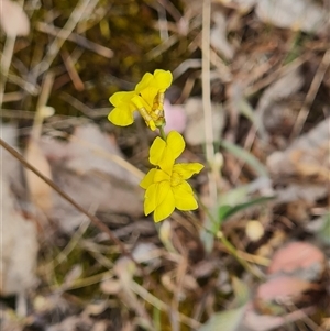 Goodenia pinnatifida at Kaleen, ACT - 15 Nov 2024