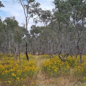 Hypericum perforatum at Kaleen, ACT - 15 Nov 2024 11:27 AM