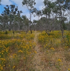 Hypericum perforatum at Kaleen, ACT - 15 Nov 2024 11:27 AM