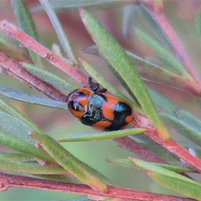 Aporocera (Aporocera) parenthetica (Leaf beetle) at Bungendore, NSW - 15 Nov 2024 by clarehoneydove