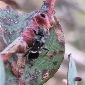 Trogodendron fasciculatum (Yellow-horned Clerid) at Bungendore, NSW by clarehoneydove