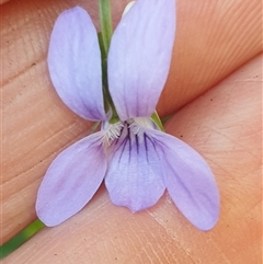 Viola betonicifolia at Ainslie, ACT - 15 Nov 2024 by Jeanette