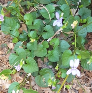 Viola riviniana at Ainslie, ACT - 15 Nov 2024 05:49 PM