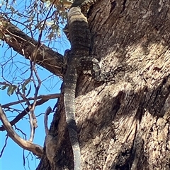 Varanus varius (Lace Monitor) at Berrimal, VIC - 15 Nov 2024 by KL