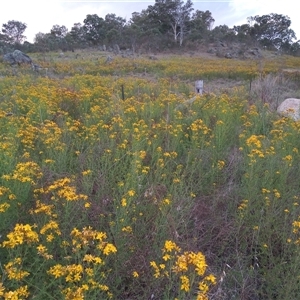 Hypericum perforatum at Tharwa, ACT - 15 Nov 2024