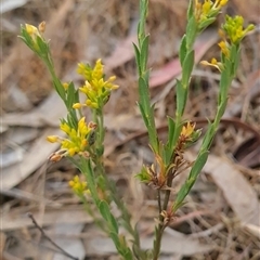 Pimelea curviflora (Curved Rice-flower) at Kaleen, ACT - 14 Nov 2024 by WalkYonder