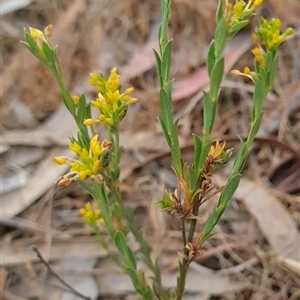 Pimelea curviflora at Kaleen, ACT - 15 Nov 2024