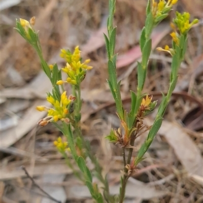 Pimelea curviflora (Curved Rice-flower) at Kaleen, ACT - 14 Nov 2024 by WalkYonder