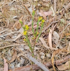 Pimelea curviflora at Kaleen, ACT - 15 Nov 2024