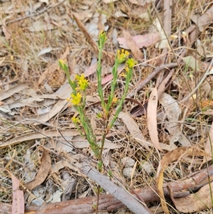 Pimelea curviflora at Kaleen, ACT - 15 Nov 2024