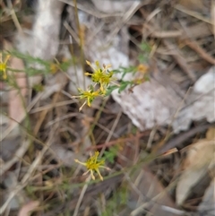 Pimelea curviflora at Kaleen, ACT - 15 Nov 2024