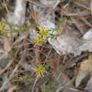 Pimelea curviflora at Kaleen, ACT - 15 Nov 2024