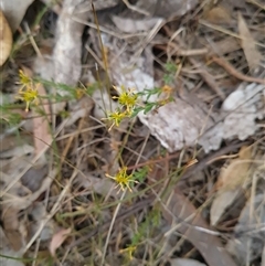 Pimelea curviflora at Kaleen, ACT - 15 Nov 2024