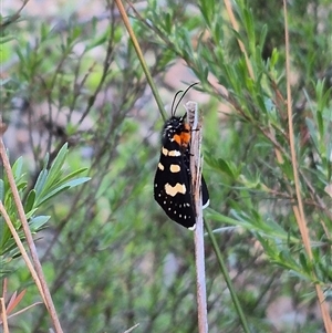 Phalaenoides tristifica at Bungendore, NSW - 15 Nov 2024