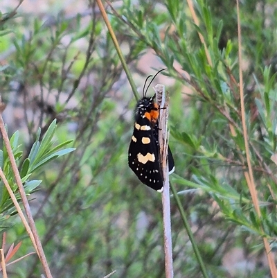 Phalaenoides tristifica (Willow-herb Day-moth) at Bungendore, NSW - 15 Nov 2024 by clarehoneydove