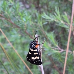 Phalaenoides tristifica at Bungendore, NSW - 15 Nov 2024