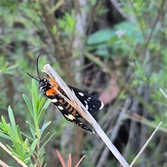 Phalaenoides tristifica at Bungendore, NSW - 15 Nov 2024