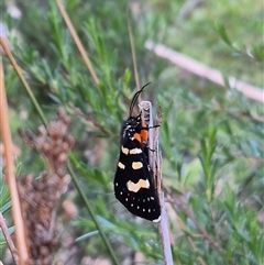 Phalaenoides tristifica at Bungendore, NSW - 15 Nov 2024